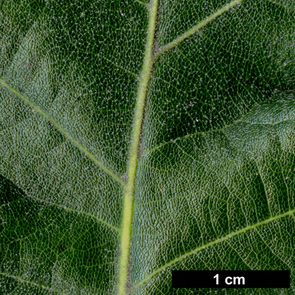 High resolution image: Family: Fagaceae - Genus: Quercus - Taxon: ×rehderi (Q.ilicifolia × Q.velutina)
